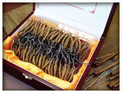 中原冬虫夏草回收